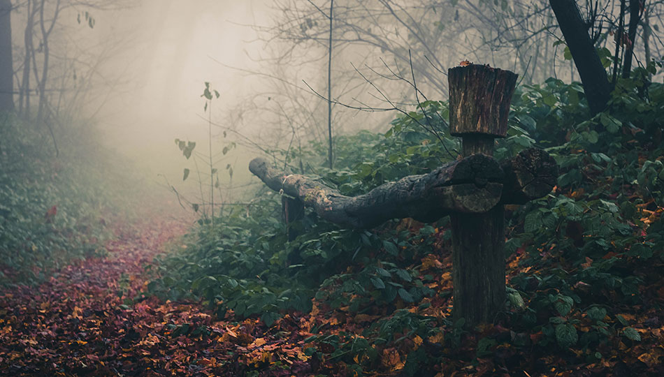 stara drvena ograda šumska staza magla Fruška gora
